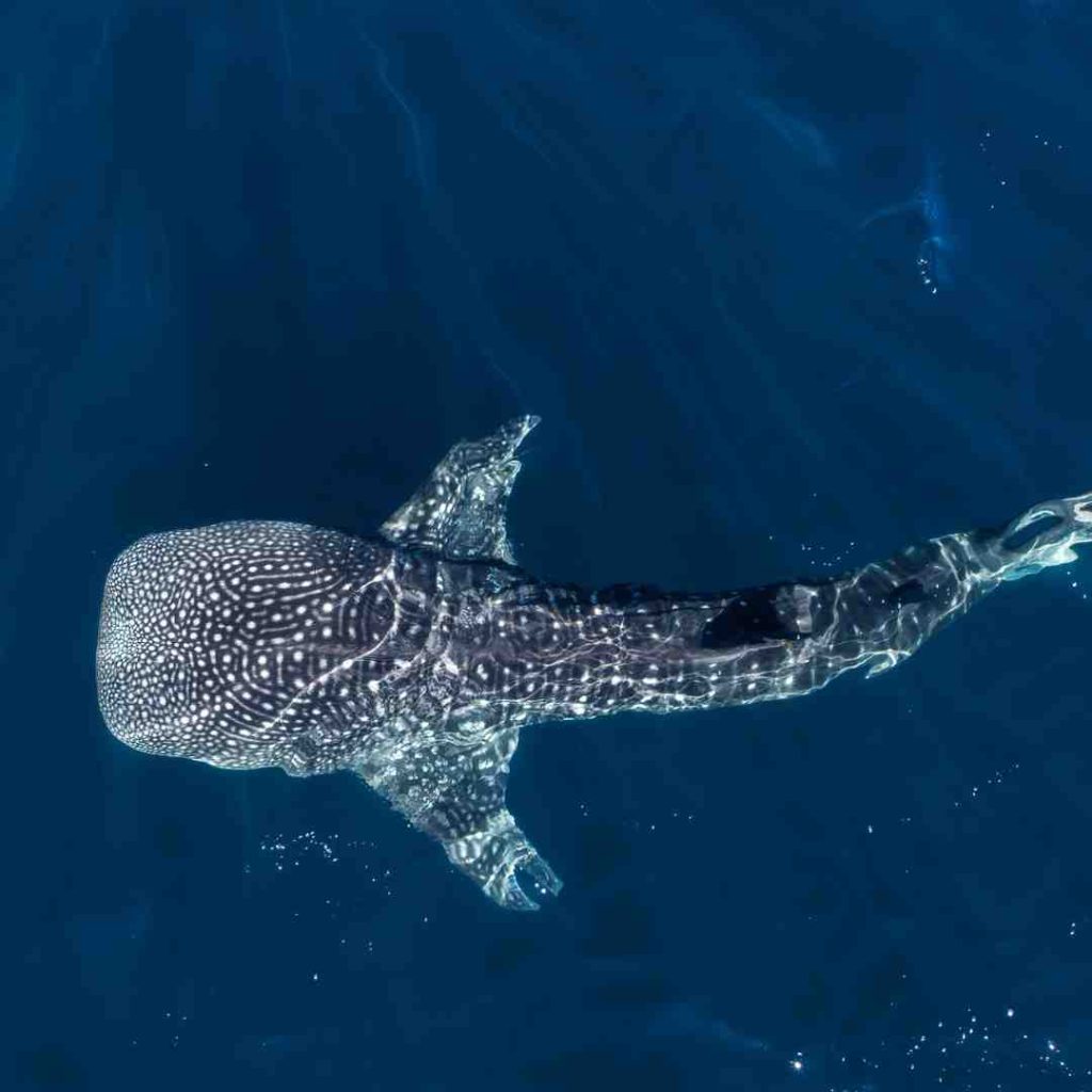 private trip whale shark sumbawa